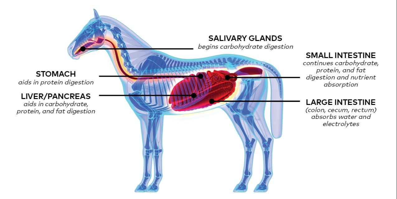 Equine Digestion And Nutrition